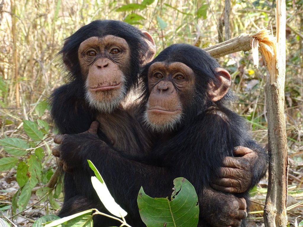 Two chimps hugging