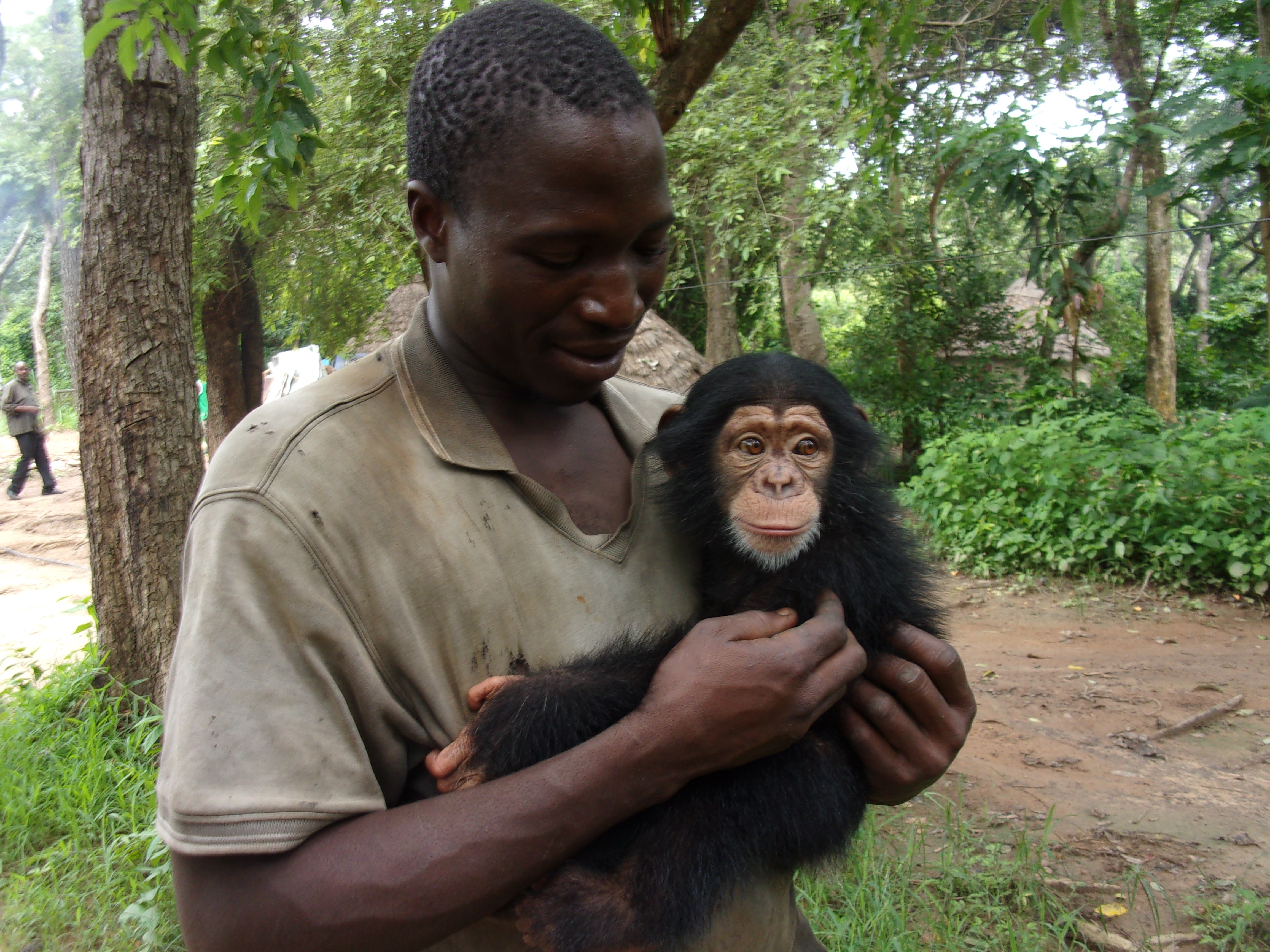 CCC Caregiver holding Chimpanzee Missy