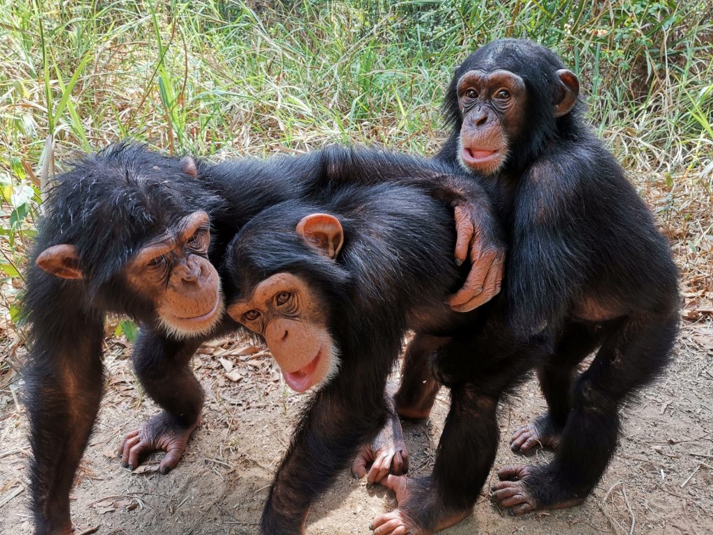 Three chimps hugging